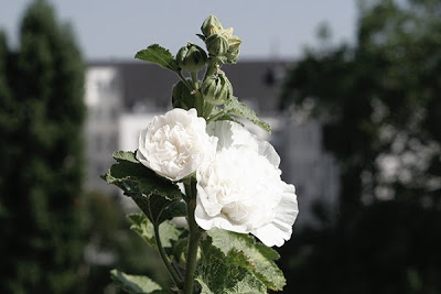 Weiße Rosen vom Balkon